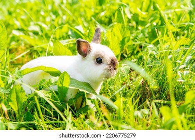 Rabbit On Grass Rabbit Summer Grass Stock Photo 2206775273 | Shutterstock