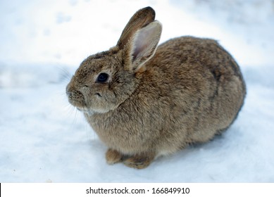 Rabbit On Snow 