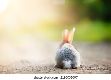 551 Rabbit Butt Images, Stock Photos & Vectors | Shutterstock