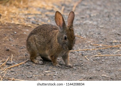 Rabbit On The Trail Point Reyes Station, California.