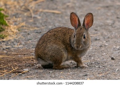 Rabbit On The Trail Point Reyes Station, California.