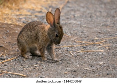 Rabbit On The Trail Point Reyes Station, California.