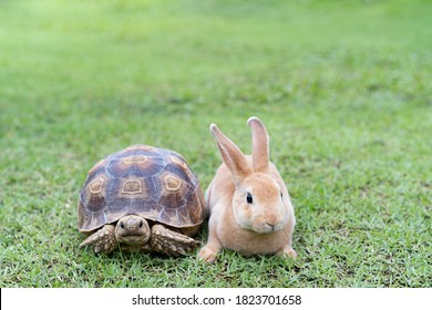 Rabbit on the turtle after completing the race at the garden in the morning. - Shutterstock ID 1823701658