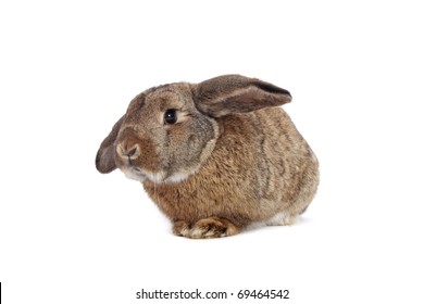 1,264 Floppy ear rabbit Images, Stock Photos & Vectors | Shutterstock