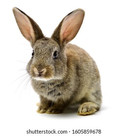 rabbit on a white background  - Powered by Shutterstock