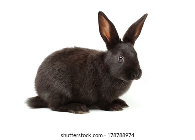 Rabbit On A White Background