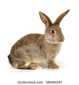 Rabbit On A White Background 