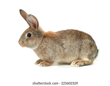 Rabbit On A White Background 