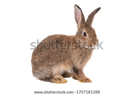 Rabbit on a white background,