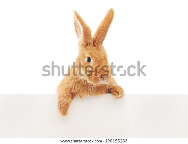 Rabbit Over Blank Sign Isolated On Stock Photo (Edit Now) 190155233