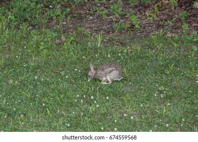 rabbit in park