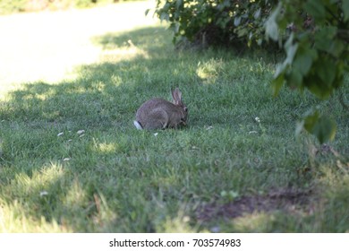 Rabbit in the park