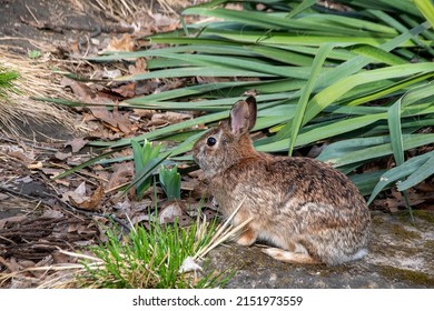 A Rabbit Pauses In An Early Spring Barren Garden In High Park In Toronto, Ontario Looking For Something To Eat.