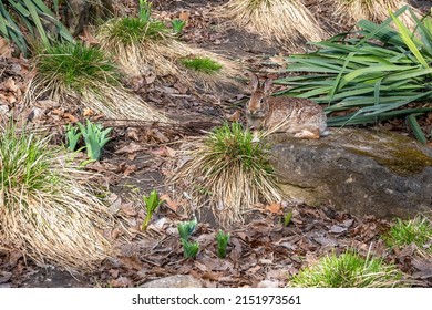 A Rabbit Pauses In An Early Spring Barren Garden In High Park In Toronto, Ontario Looking For Something To Eat.