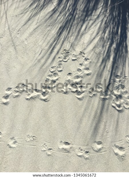 Rabbit paw prints in the sand showing a moment in\
their lives away from\
humans