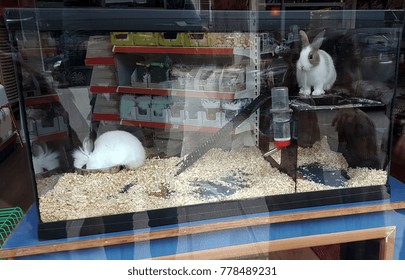 Rabbit Pet Shop  Showrooms Eating