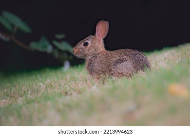 Rabbit Photographed In Bethlehem, PA