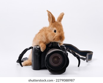 rabbit photographer camera on a white background 2023