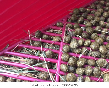 Rabbit Poops In Litter Box