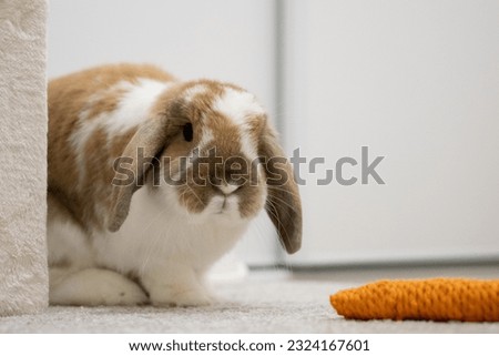 Rabbit posing, rabbit in action