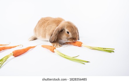 Rabbit Ram breed, brown color, isolated on white background. Rabbit Ram breed with little carrot orange color.