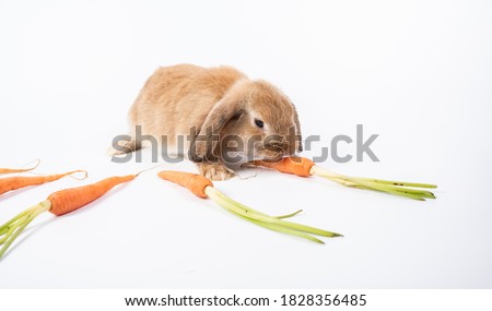 Rabbit Ram breed, brown color, isolated on white background. Rabbit Ram breed with little carrot orange color.
