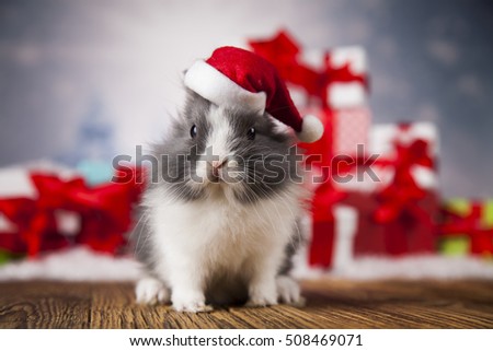 Rabbit in red santa hats, Holiday Christmas background