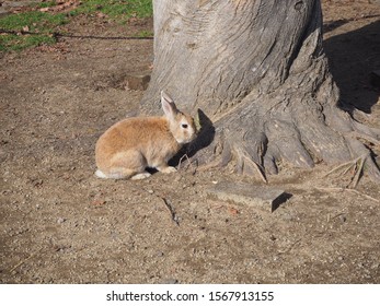 
Rabbit resting by a tree