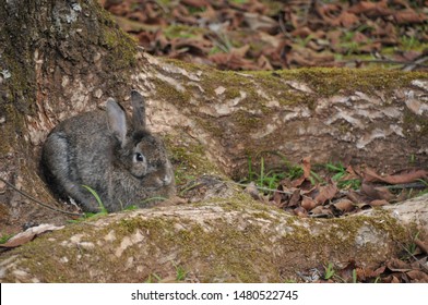 Rabbit resting in a shadow of a tree.
