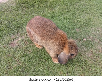 Rabbit run in the garden