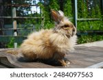 A rabbit of the satin breed with copper-colored wool of the Angora group sits on a wooden table in summer against the background of green bushes on the farm. The concept of breeding pedigreed pets