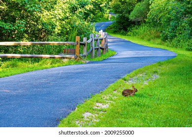 A Rabbit Sits Beside An Empty Bike Trail On A Summer Morning.