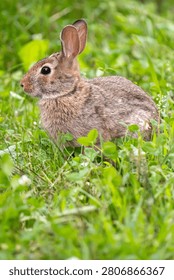 A rabbit sits in the grass.
