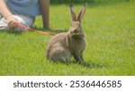 A rabbit sits on green grass, attached to a red leash held by a person in the background.