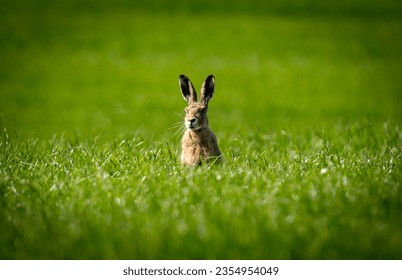 rabbit sitting in the grass