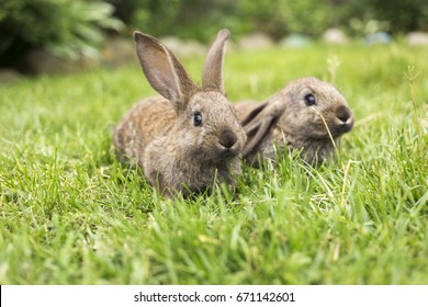 A rabbit is sitting on the grass on a farm. The hare is running around on a green lawn in a nice sunny day