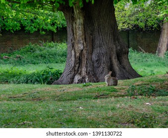 rabbit sitting under a tree