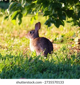 Rabbit sitting in the yard 