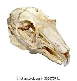 Rabbit Skull 1