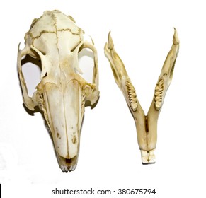 Rabbit Skull 4