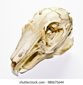 Rabbit Skull 6