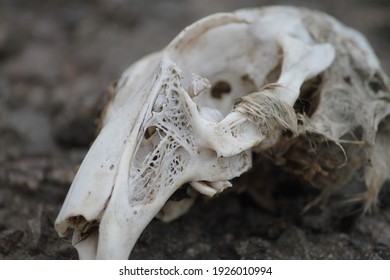 Rabbit Skulls On Loose Gravel