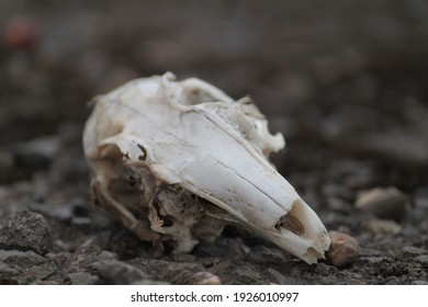 Rabbit Skulls On Loose Gravel