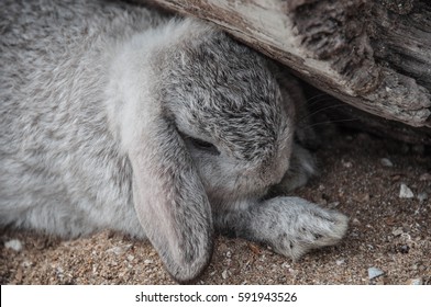 Rabbit is sleeping on the beach.