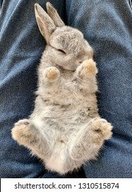 Rabbit Is Sleeping On Knee