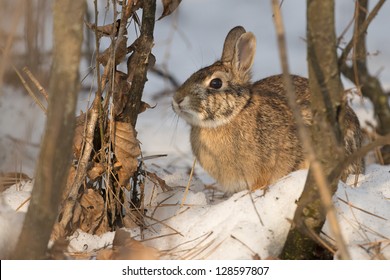 A Rabbit In The Snow