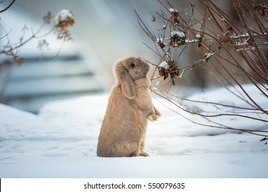 Rabbit In The Snow 