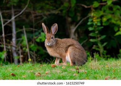 A Rabbit Spotted At Blomidon Provincial Park, Nova Scotia.