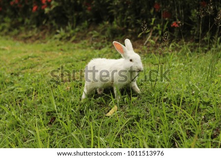 Rabbit stand on grasses