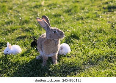 A rabbit is standing in a field with other rabbits. The scene is peaceful and calm. The rabbits are all different colors, but they all seem to be enjoying the grassy field - Powered by Shutterstock